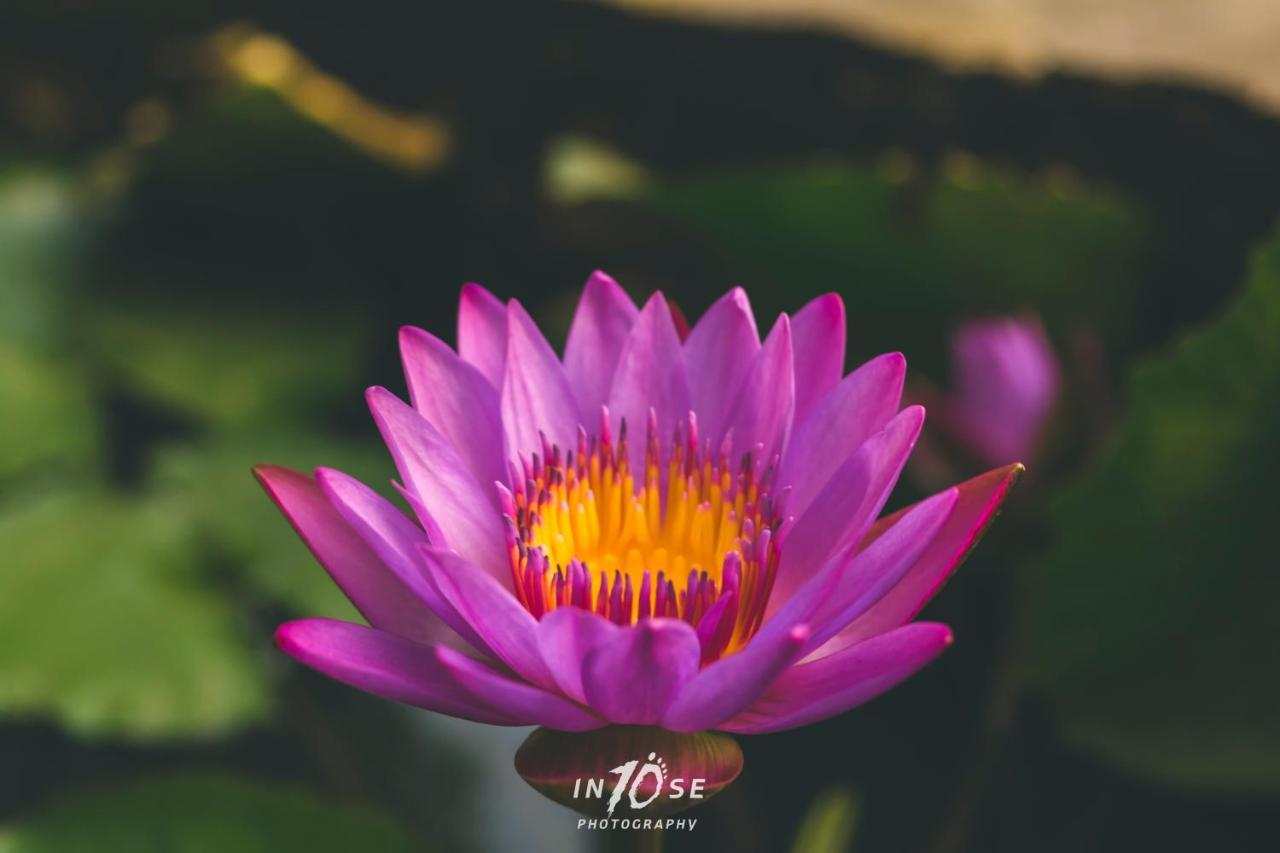 Golden Resort And Farm Nashik Dış mekan fotoğraf